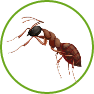 Fire ants